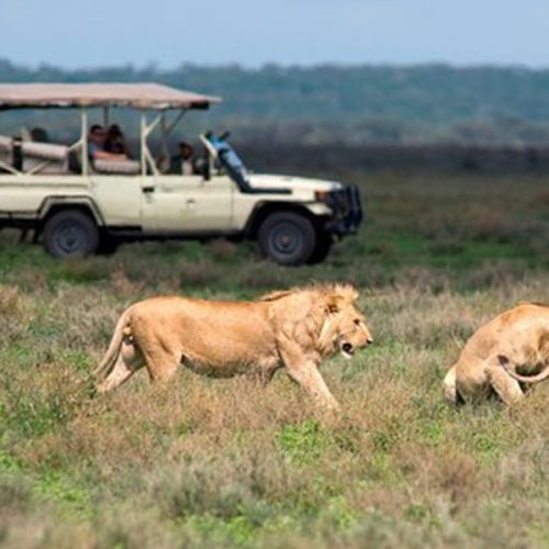 Wildlife-Safaris